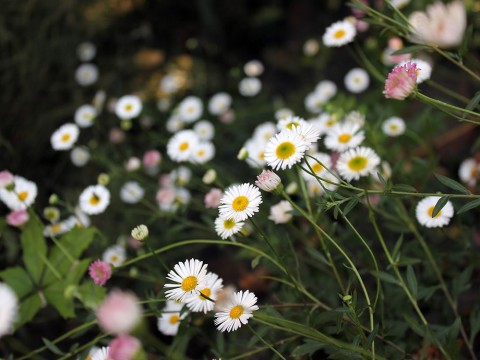 Spring Flowers