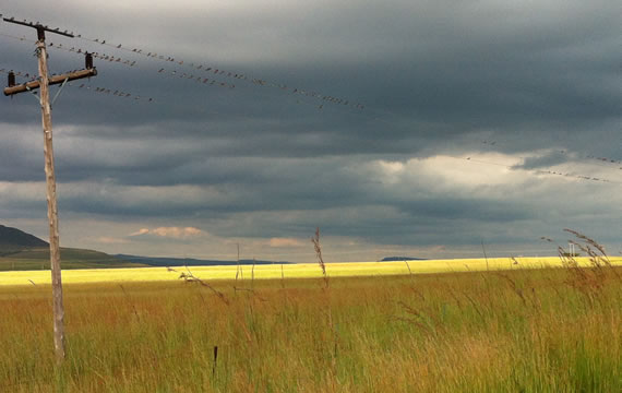 swallow departure