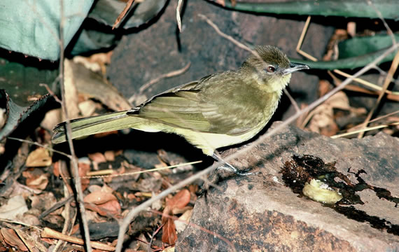 terrestrial bulbul