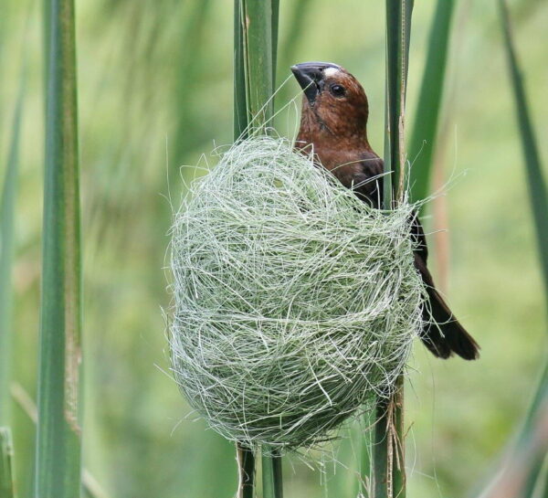 Thick Billed Weaver