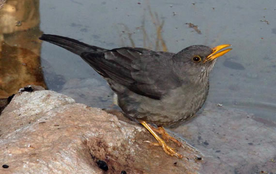 derek keats karoo thrush