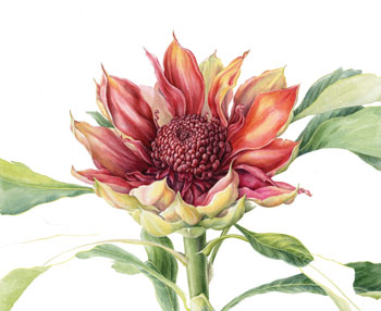 waratah
