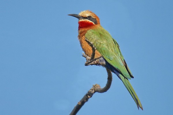 white-fronted-bee-eater-2