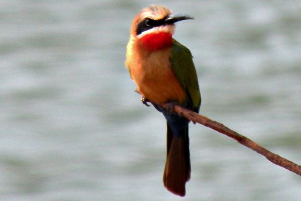 white-fronted-bee-eater