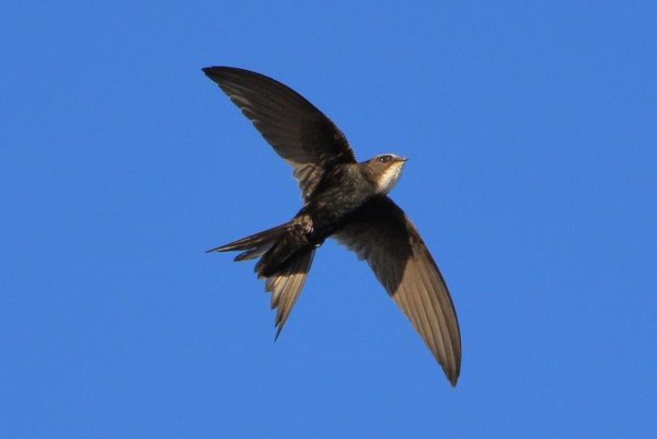 white-rumped-swift