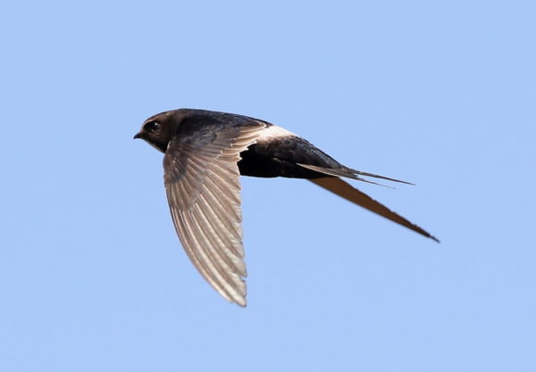 White Rumped Swift