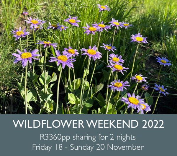 Wildflower Weekend 2022