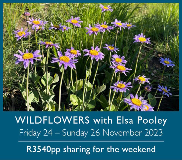 Wildflowers 2023