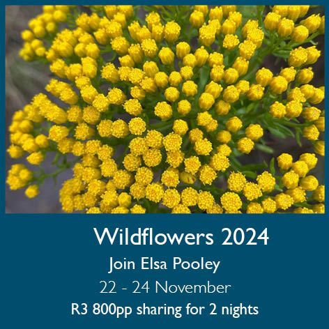 Wildflowers 2024