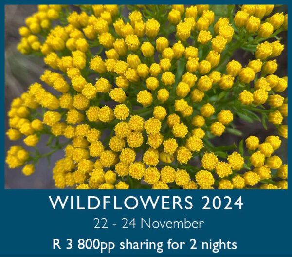 Wild Flowers