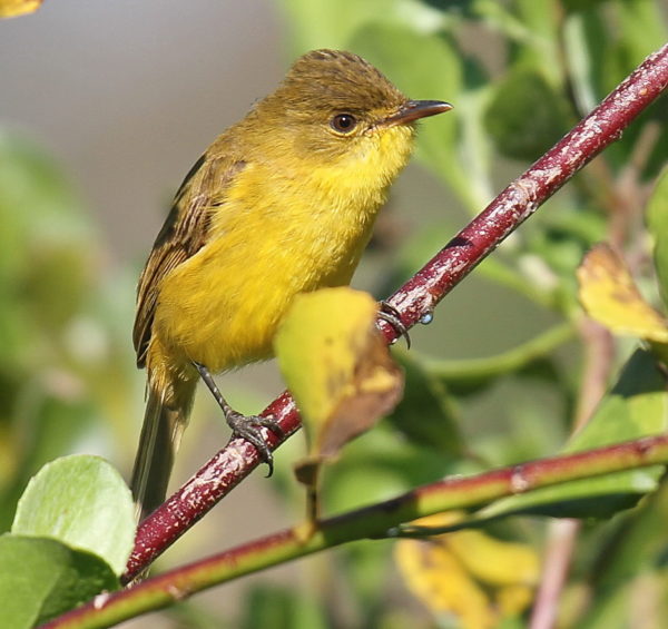 Yellow Warbler